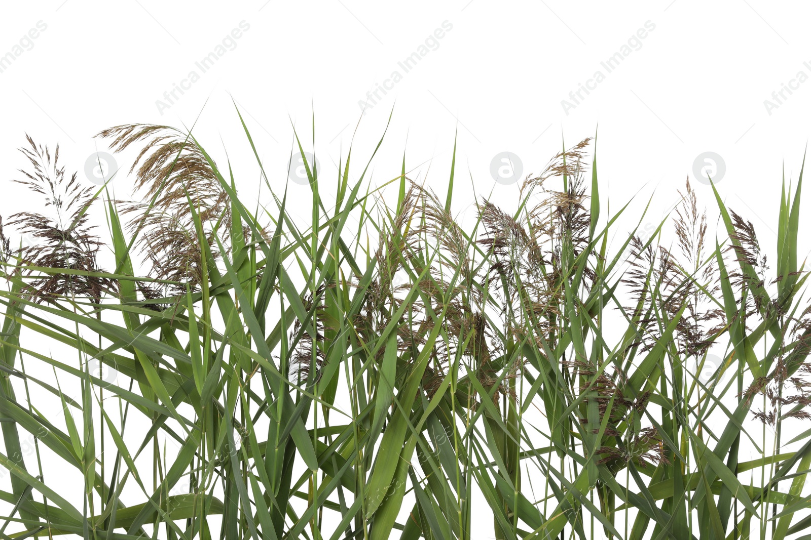 Photo of Beautiful reeds with lush green leaves and seed heads on white background, closeup