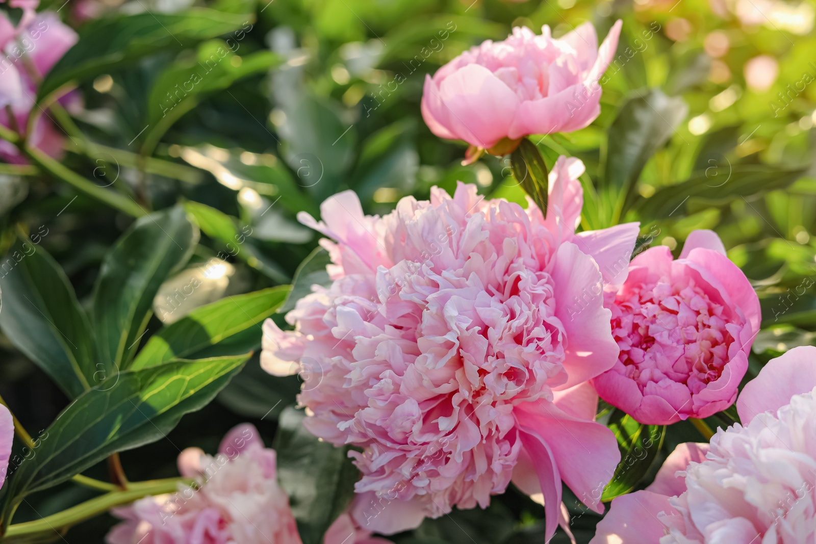 Photo of Blooming peony plant with beautiful pink flowers outdoors, closeup