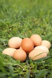 Fresh chicken eggs on green grass outdoors