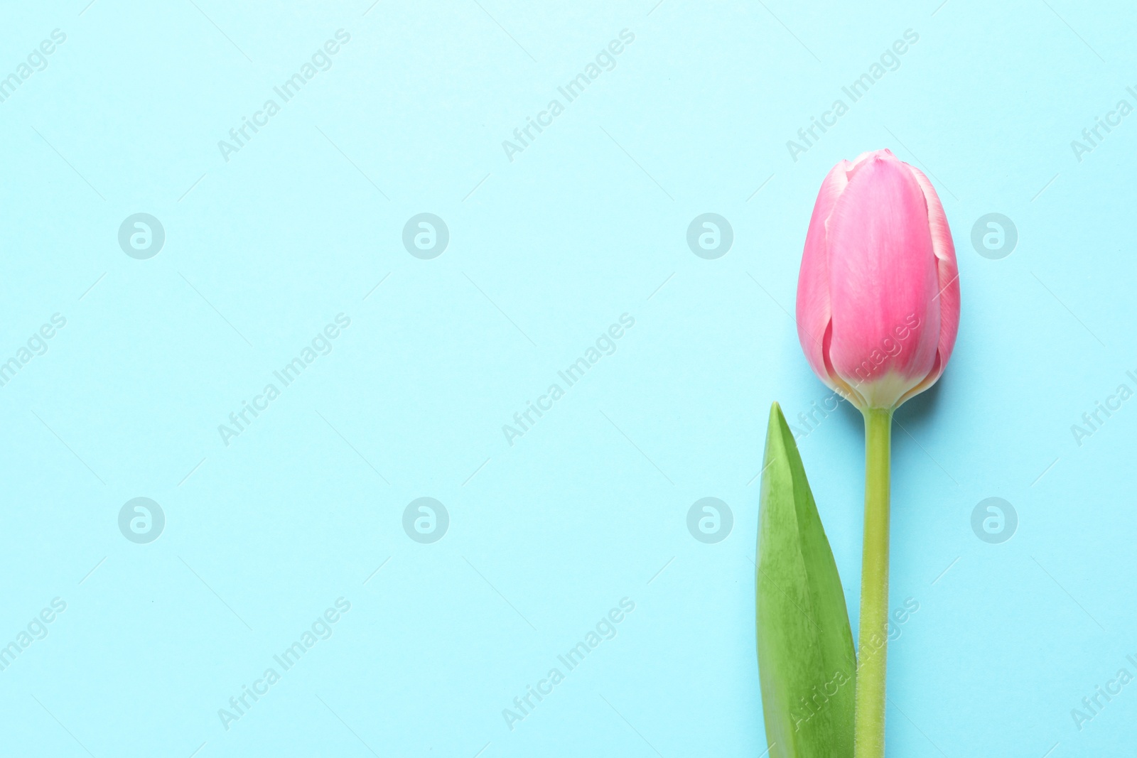 Photo of Beautiful spring tulip on blue background, top view with space for text. International Women's Day