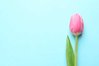 Photo of Beautiful spring tulip on blue background, top view with space for text. International Women's Day