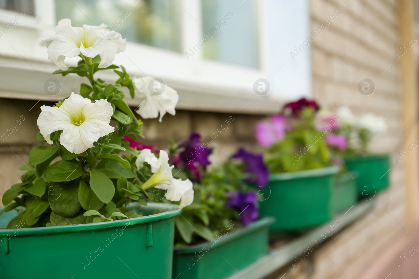 Photo of Potted petunia plants with beautiful flowers near building outdoors, closeup. Space for text