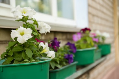 Photo of Potted petunia plants with beautiful flowers near building outdoors, closeup. Space for text