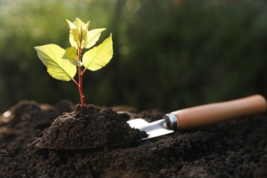Seedling growing in soil and gardening shovel outdoors, closeup. Planting tree