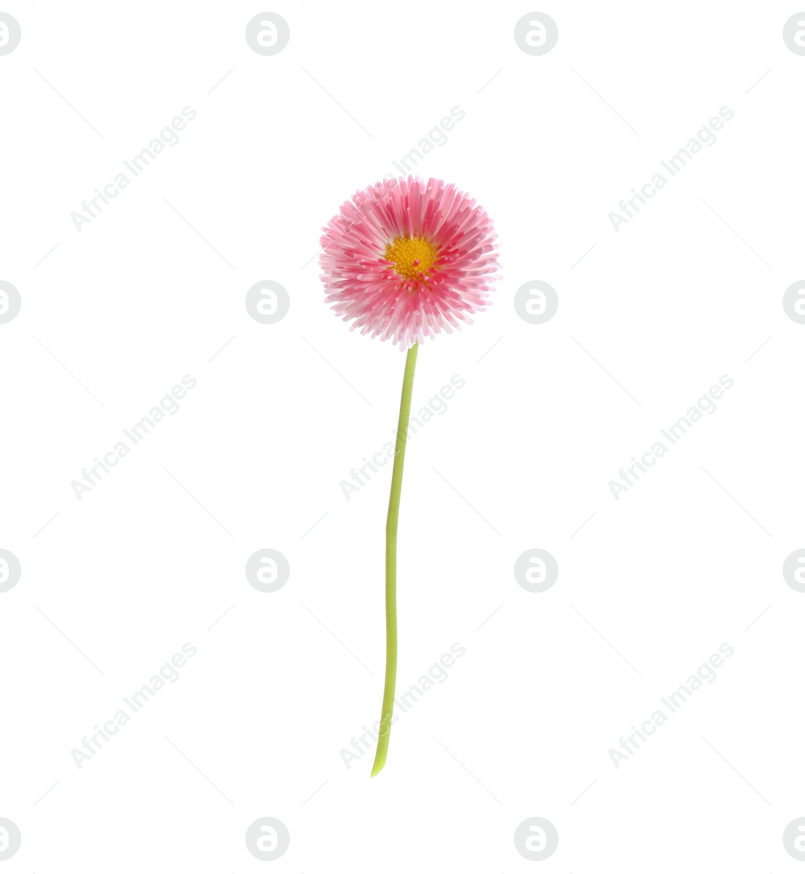 Photo of Beautiful spring daisy flower isolated on white