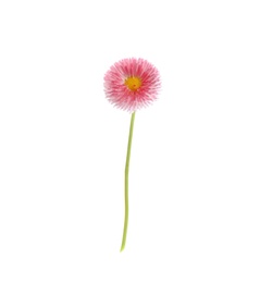 Beautiful spring daisy flower isolated on white