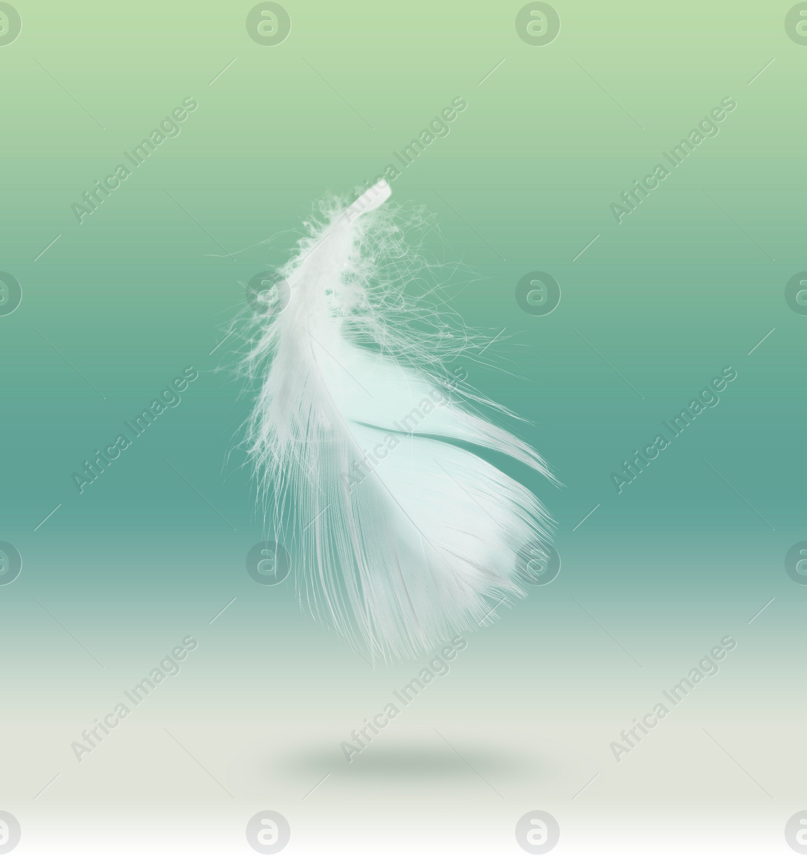 Image of Fluffy bird feather falling on color background