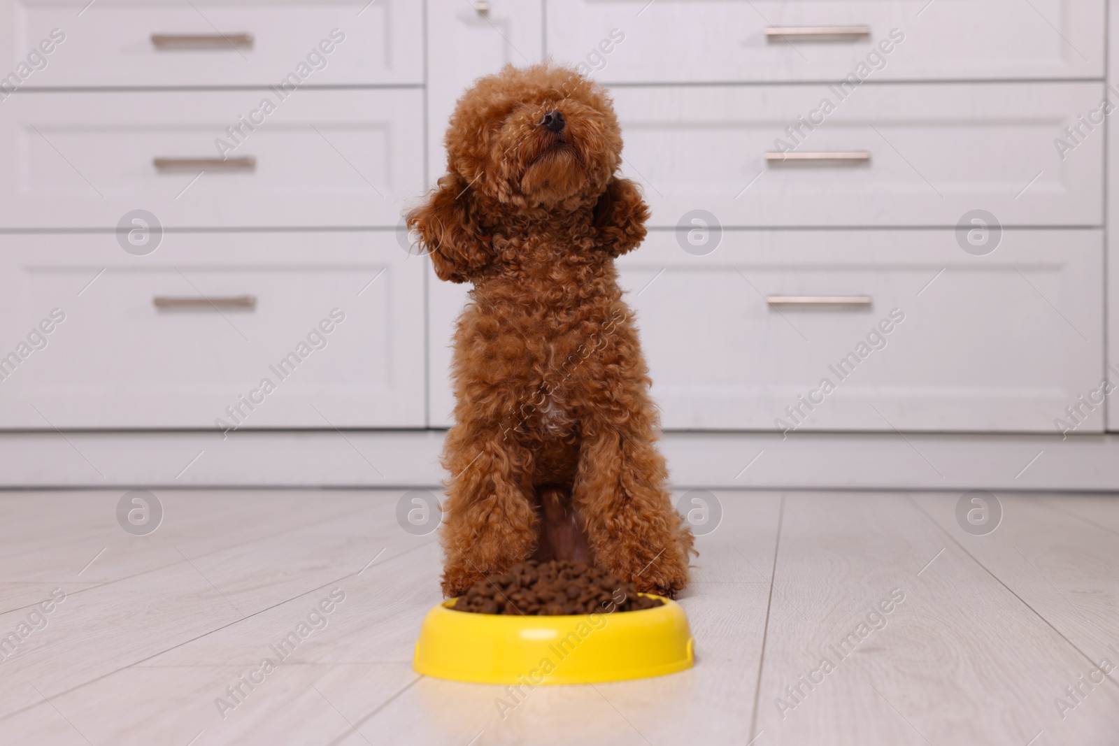 Photo of Cute Maltipoo dog near feeding bowl with dry food on floor indoors. Lovely pet