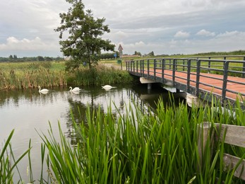 Beautiful view of swans on river, reeds and cloudy sky