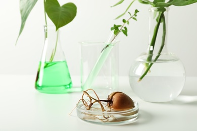 Photo of Petri dish with sprouted avocado seed and blurred laboratory glassware on background. Chemistry concept