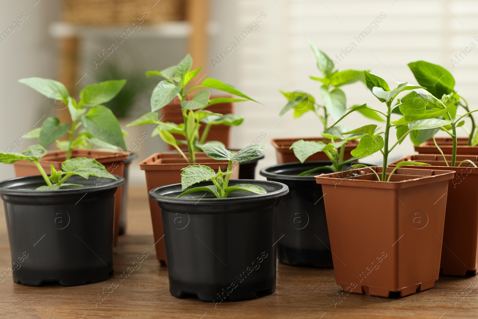 Photo of Seedlings growing in plastic containers with soil on wooden table