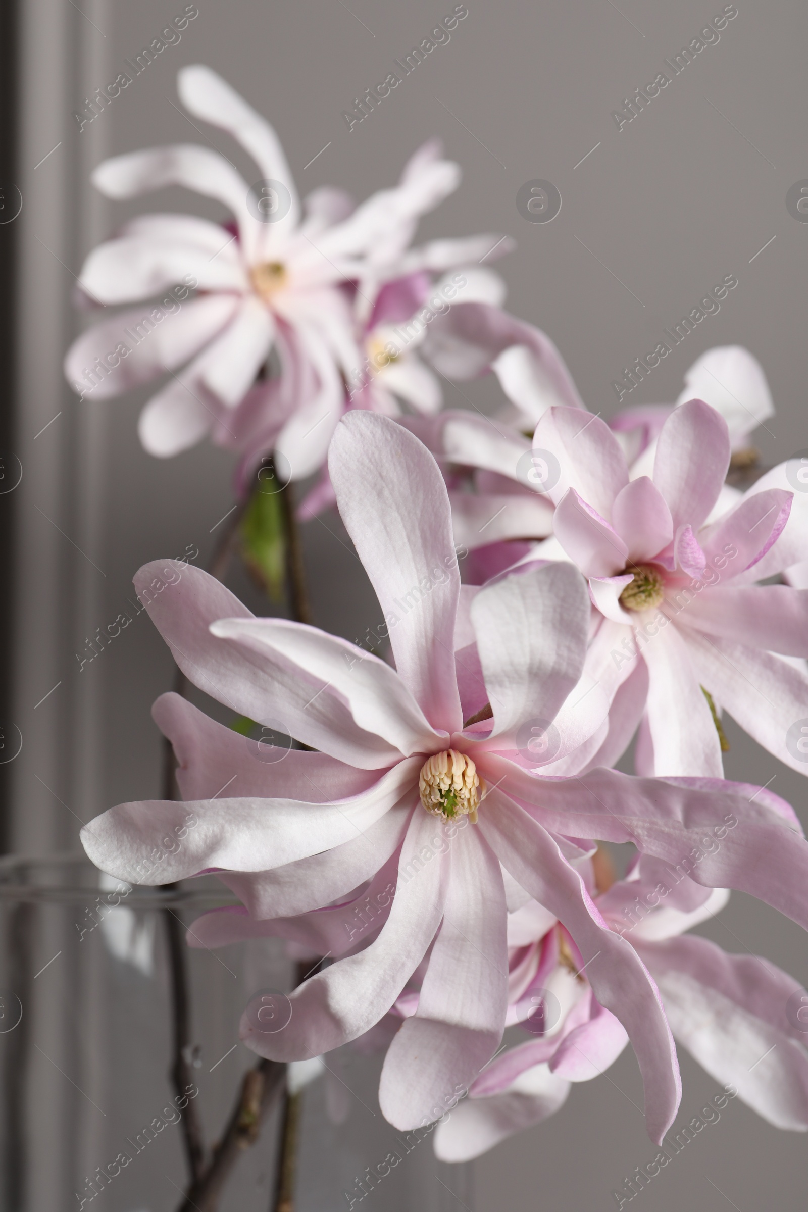 Photo of Magnolia tree branches with beautiful flowers in glass vase on grey background, closeup