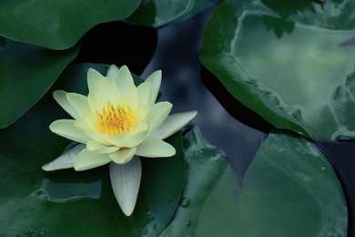 Photo of Beautiful white lotus flower and leaves in pond