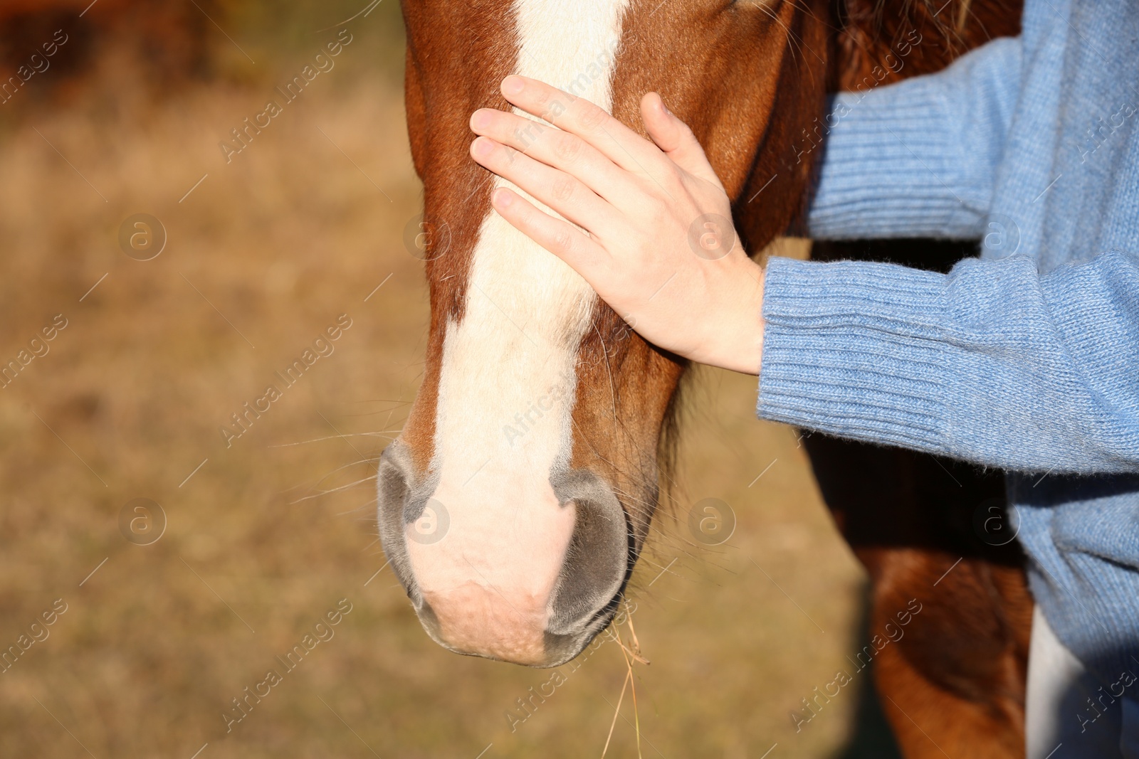 Photo of Woman petting beautiful horse outdoors on sunny day, closeup