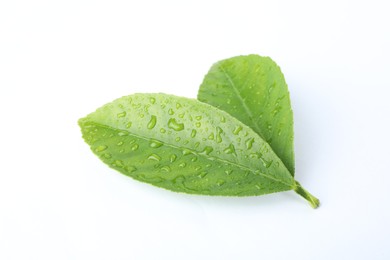 Fresh green citrus leaves with water drops isolated on white