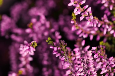 Photo of Heather shrub with beautiful flowers, closeup view