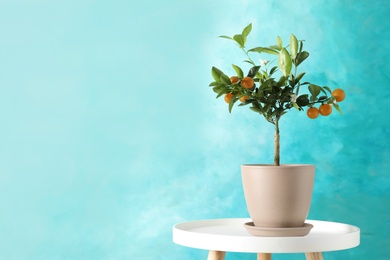 Photo of Citrus tree in pot on table against color background. Space for text
