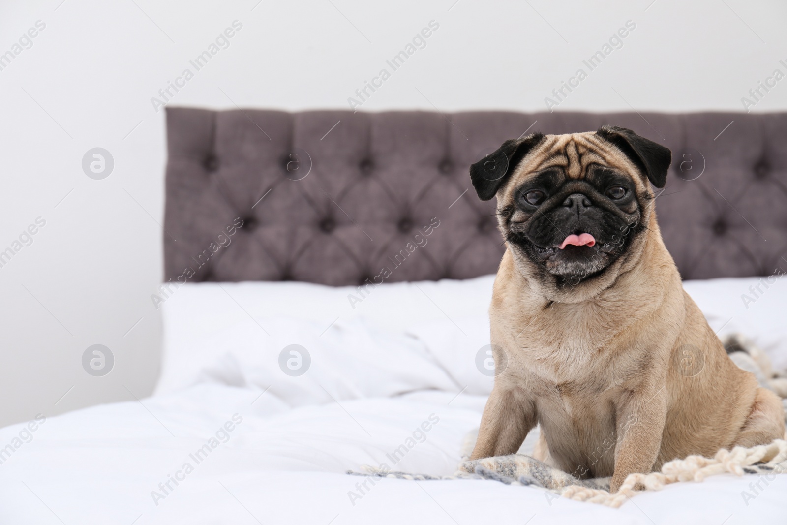 Photo of Happy cute pug dog on bed indoors