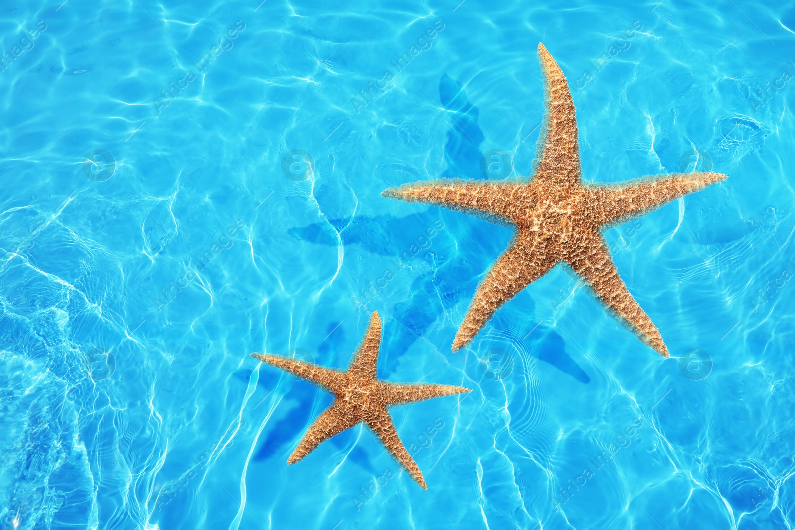 Image of Beautiful sea stars on clear blue water, top view