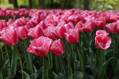 Photo of Many beautiful tulip flowers growing outdoors, closeup. Spring season