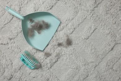 Photo of Brush and scoop with hair pet on carpet, flat lay. Space for text