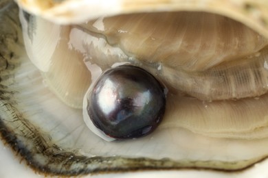 Photo of Open oyster with black pearl, closeup view