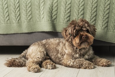 Cute dog lying on floor at home