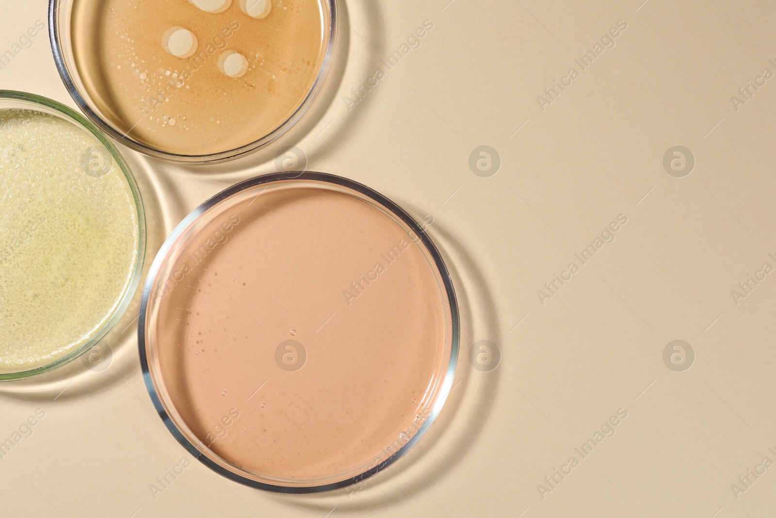 Photo of Petri dishes with color liquids on beige background, flat lay. Space for text