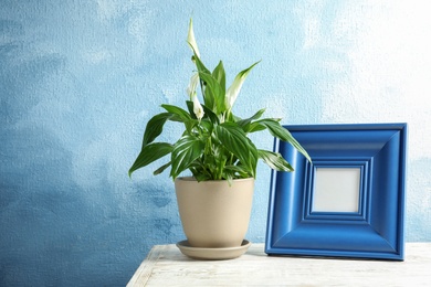 Photo of Beautiful blooming spathiphyllum in pot and picture frame on table against color background, space for text. Home plant