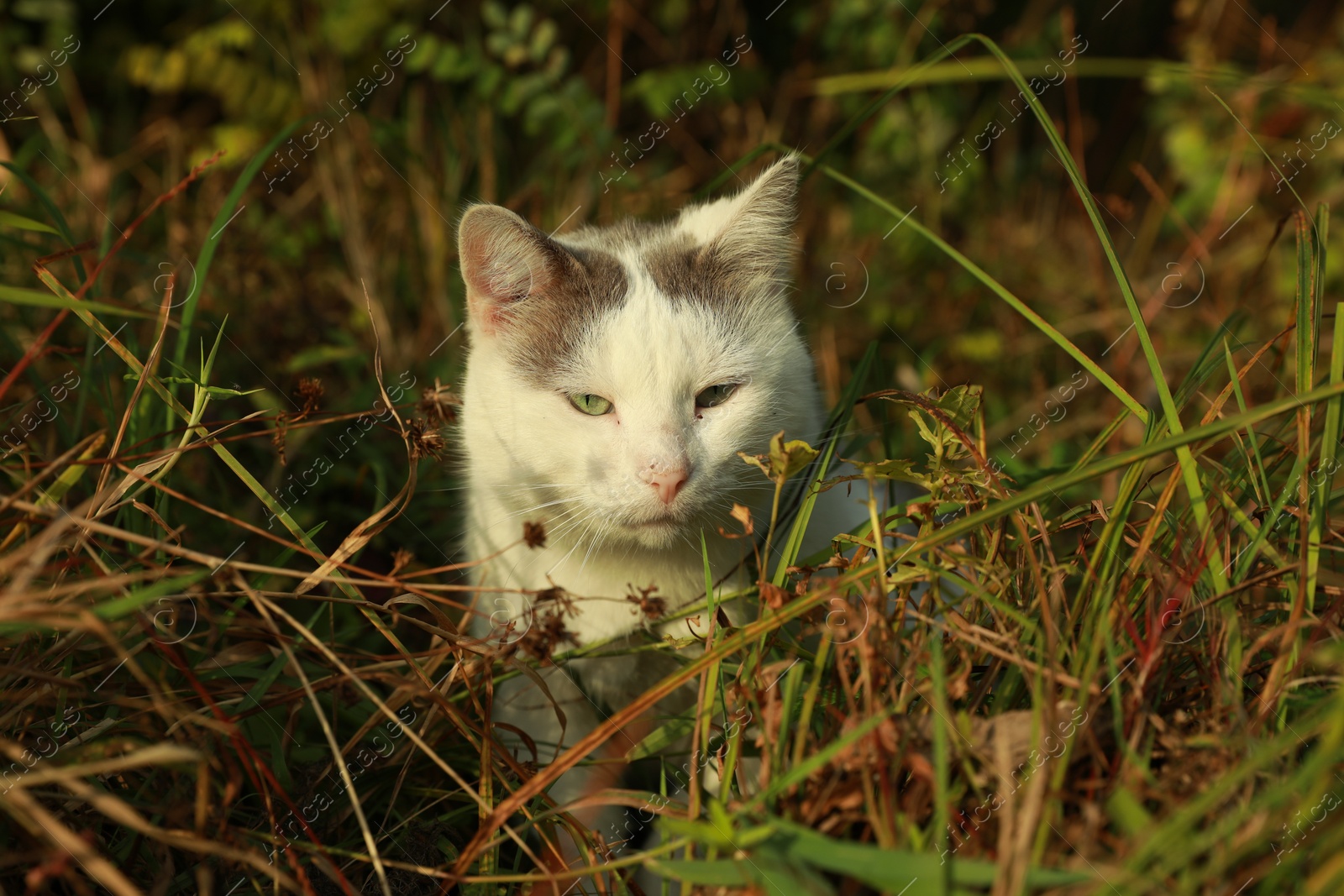 Photo of Cute stray cat sitting in grass outdoors