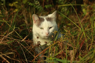 Cute stray cat sitting in grass outdoors