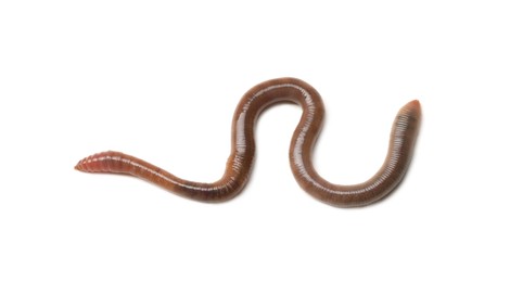 One earthworm isolated on white. Terrestrial invertebrates