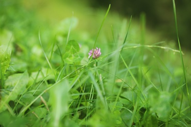 Photo of Green meadow with blooming wild flower, closeup