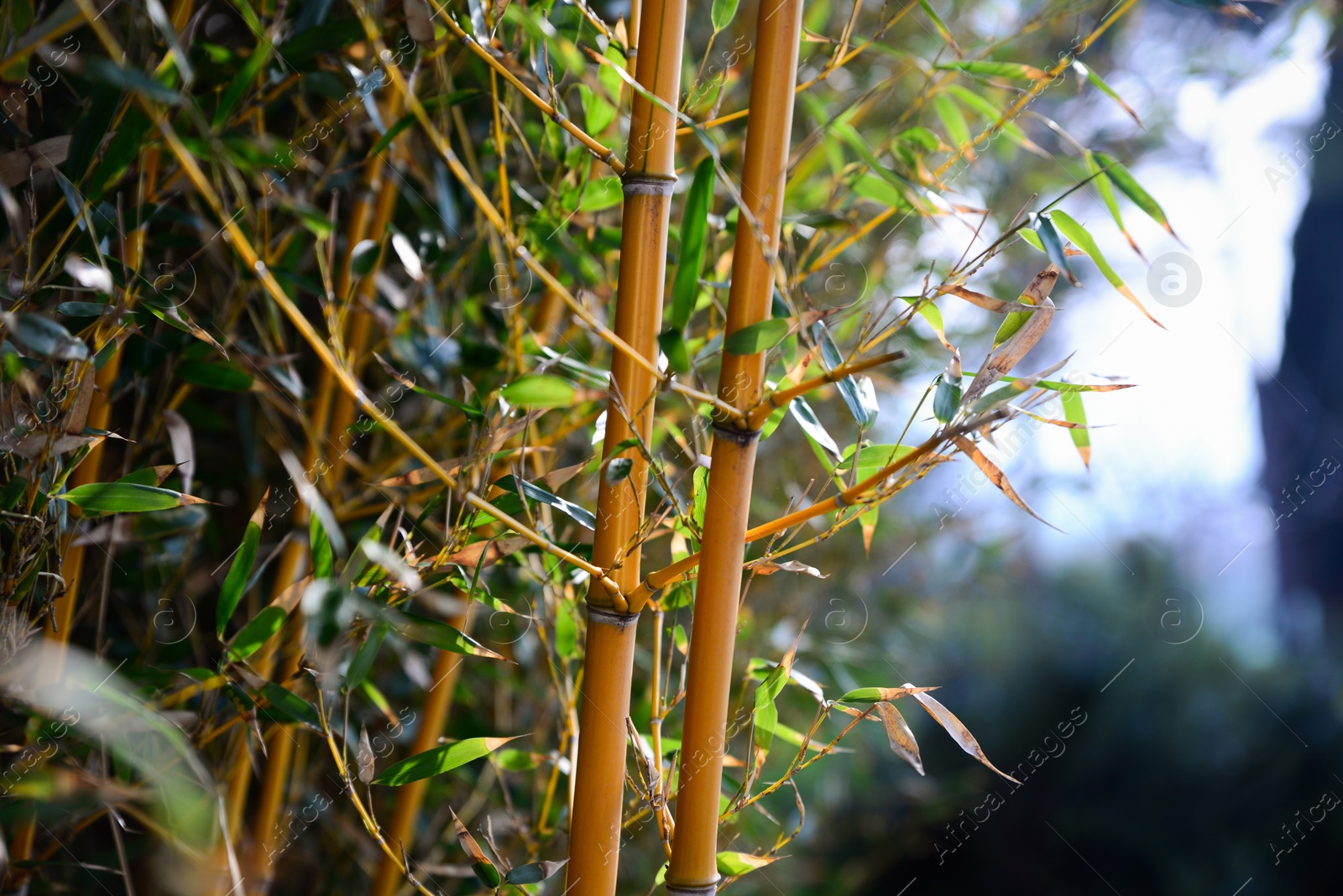 Photo of Beautiful bamboo plants with lush green leaves growing outdoors, closeup