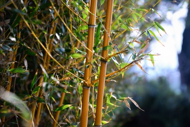 Beautiful bamboo plants with lush green leaves growing outdoors, closeup