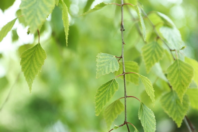 Closeup view of birch with fresh young green leaves outdoors on spring day