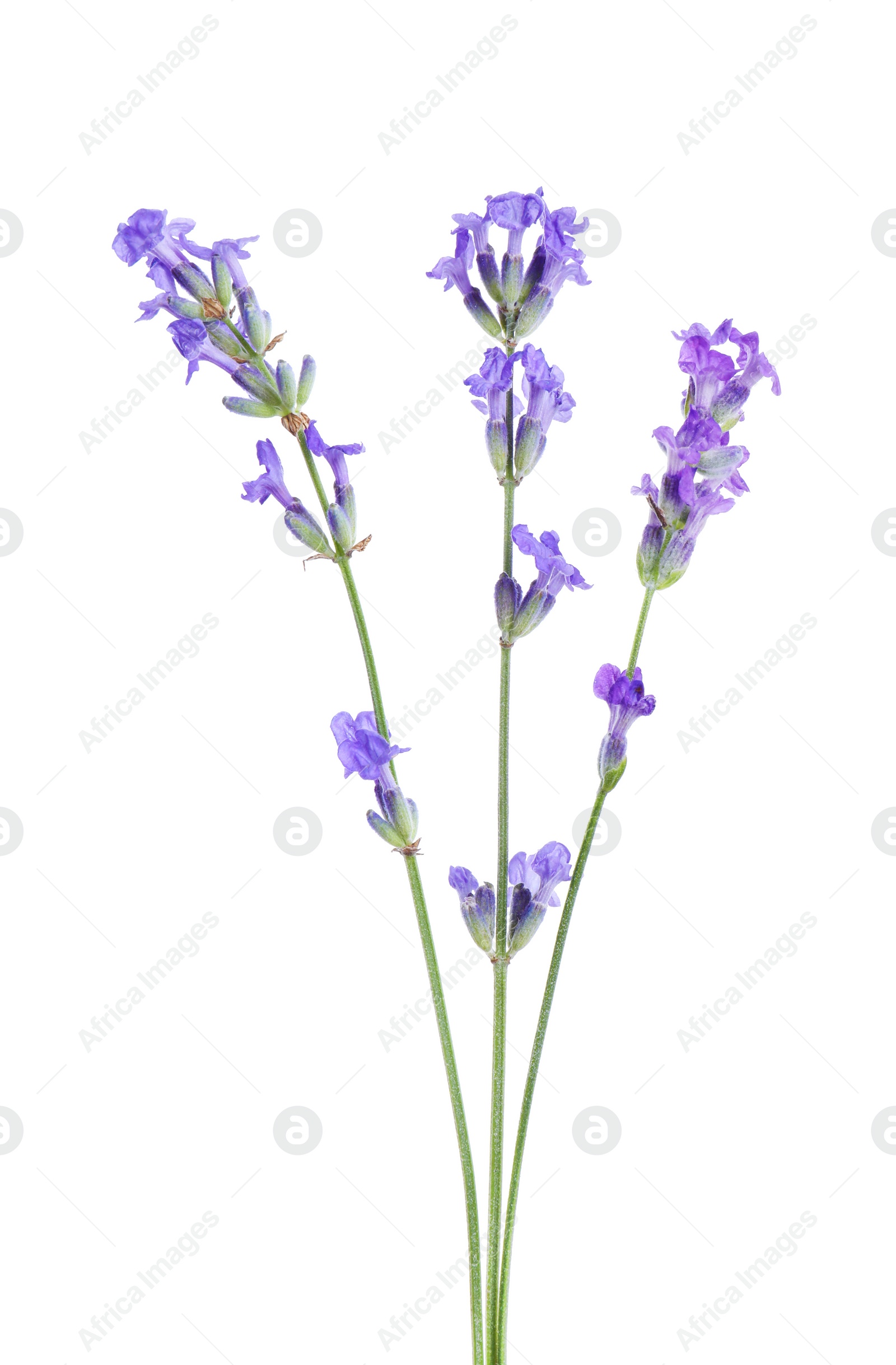 Photo of Beautiful blooming lavender flowers isolated on white