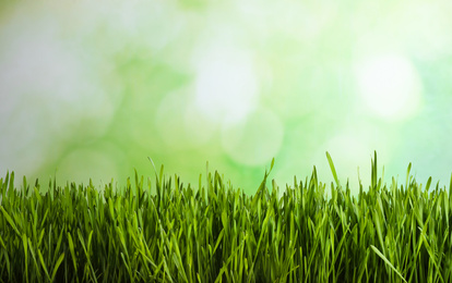 Photo of Fresh spring grass on blurred background, space for text