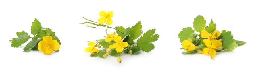 Image of Celandine plants with yellow flowers and green leaves on white background, collage. Banner design 