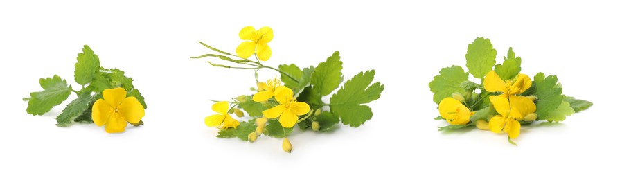 Celandine plants with yellow flowers and green leaves on white background, collage. Banner design 