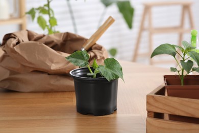 Photo of Seedlings growing in pots with soil on wooden table indoors