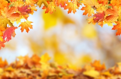 Image of Beautiful colorful autumn leaves on blurred background