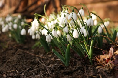Fresh blooming snowdrops growing outdoors, space for text. Spring flowers
