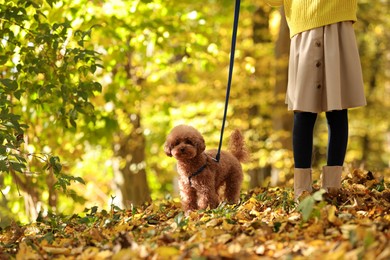 Girl with cute Maltipoo dog on leash walking in autumn park, closeup. Space for text