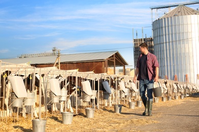 Photo of Worker with bucket and calves on farm. Animal husbandry