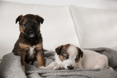 Photo of Cute little puppies on soft grey plaid