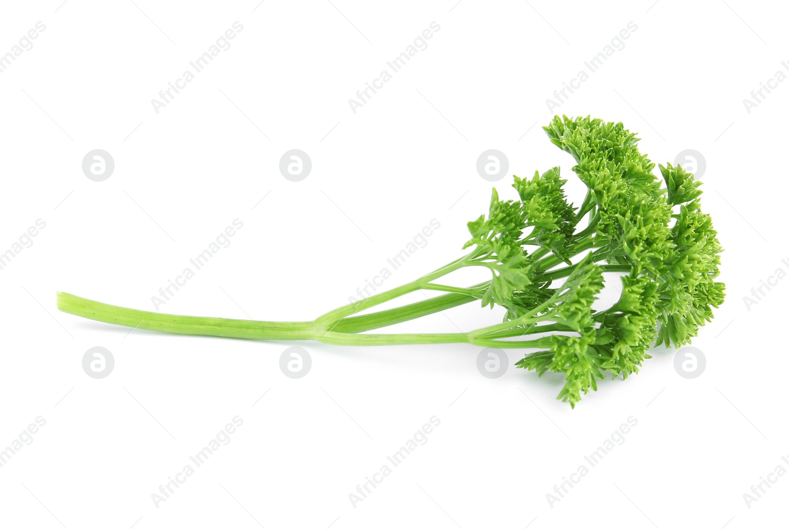 Photo of Fresh green organic parsley on white background