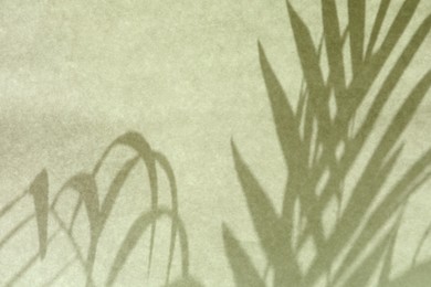 Photo of Shadow of beautiful houseplant on light background
