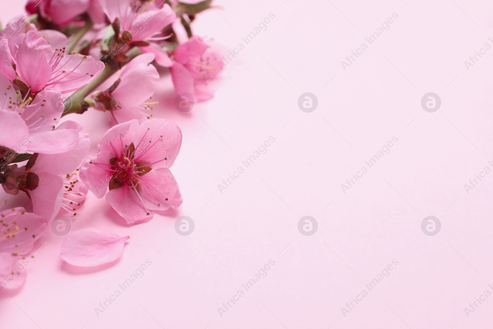Photo of Beautiful sakura tree blossoms on pink background, closeup. Space for text