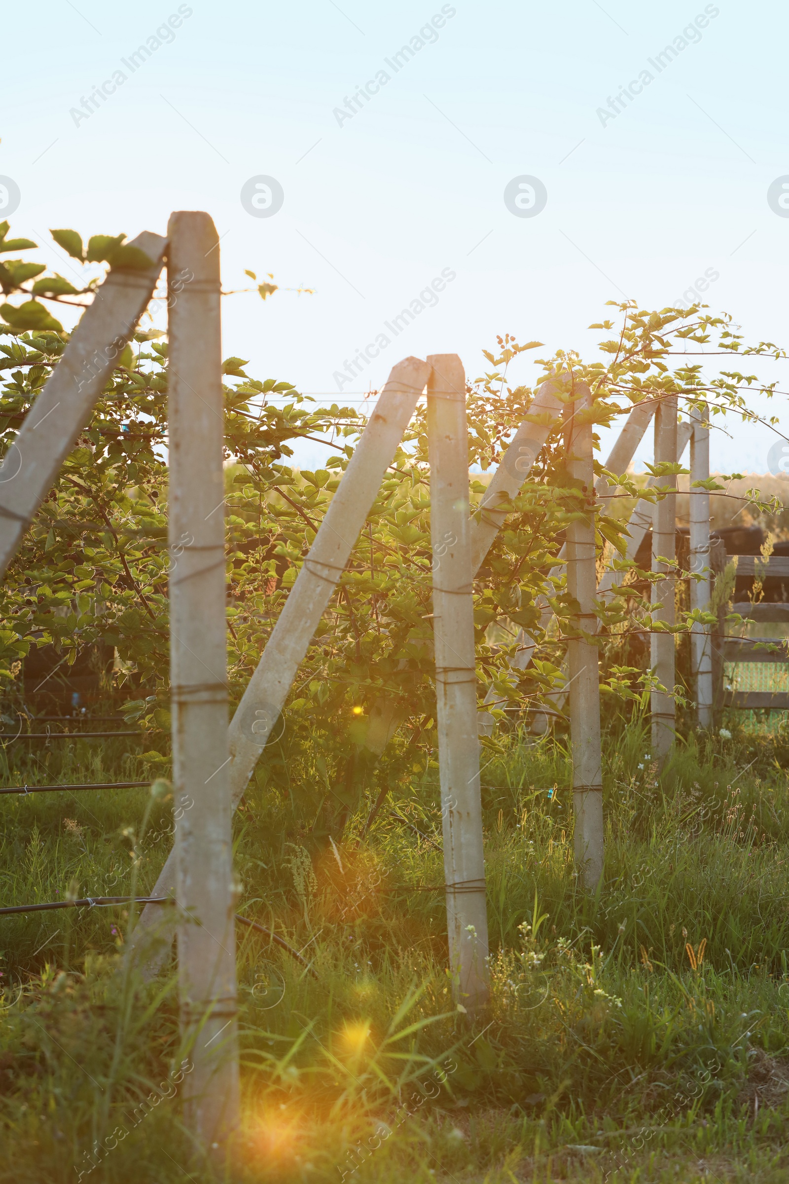 Photo of Green blackberry bushes growing outdoors on sunny day